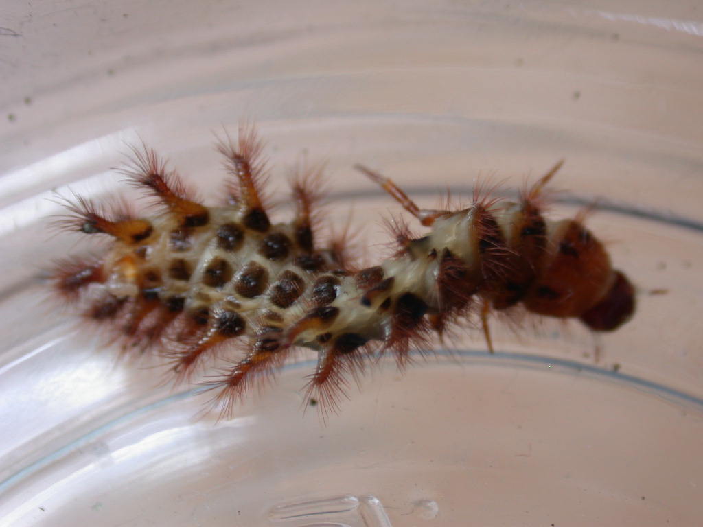 Larva di Drilidae